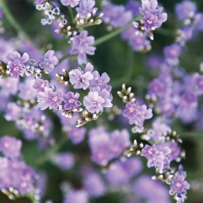 Blue Diamond Statice- Dwarf Sea Lavender - Marsh Rosemary - Limonium Speciosum Plant - 1 quart pot
