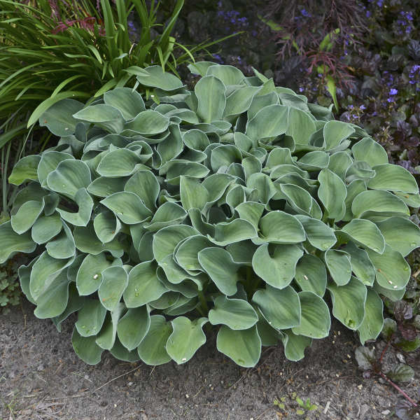 Plantain Lily Mini Hosta - Blue Mouse Ear Plant - 1 quart pot