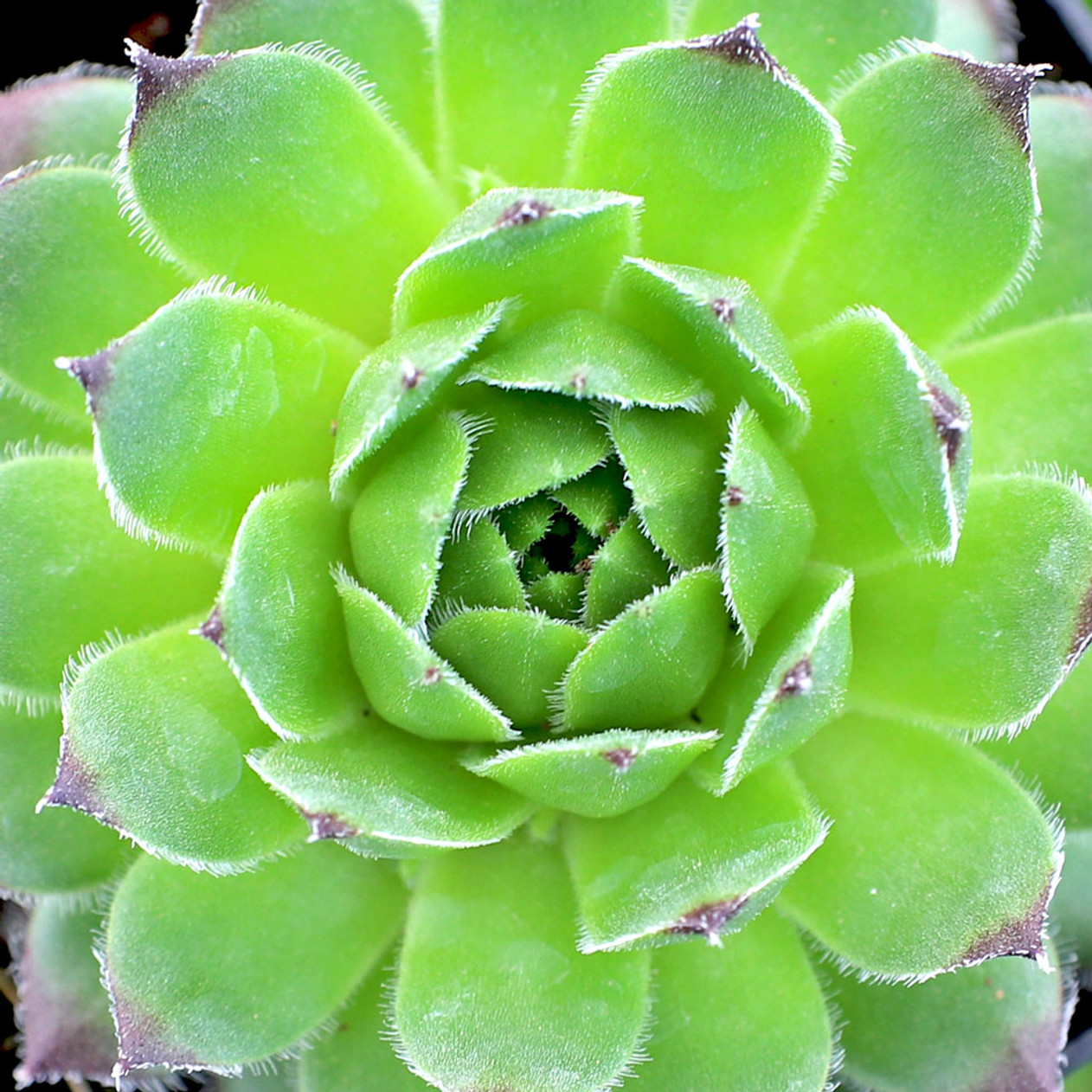 Braunii Succulent - Hens & Chicks Sempervivum Plant in 4 inch pot