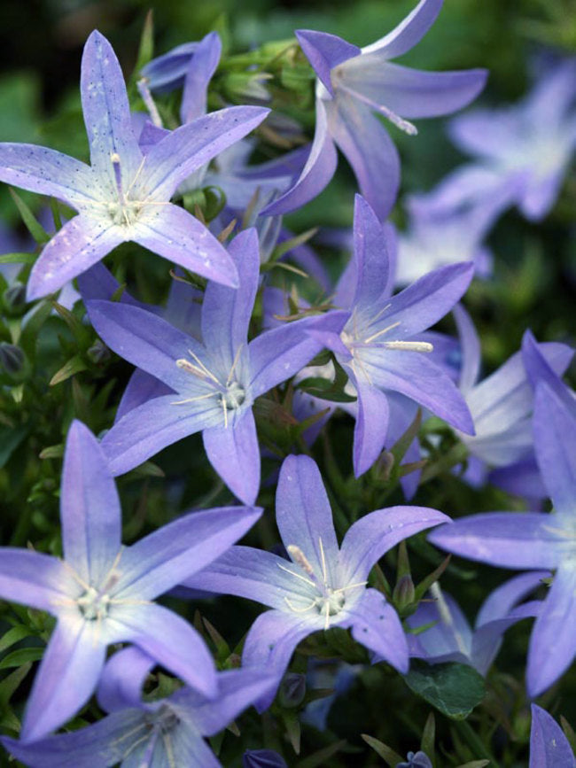 Blue Waterfall Bellflower Campanula Plant - 4 inch pot