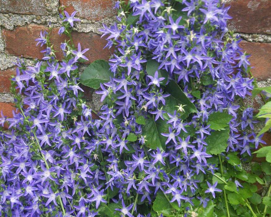 Blue Waterfall Bellflower Campanula Plant - 4 inch pot