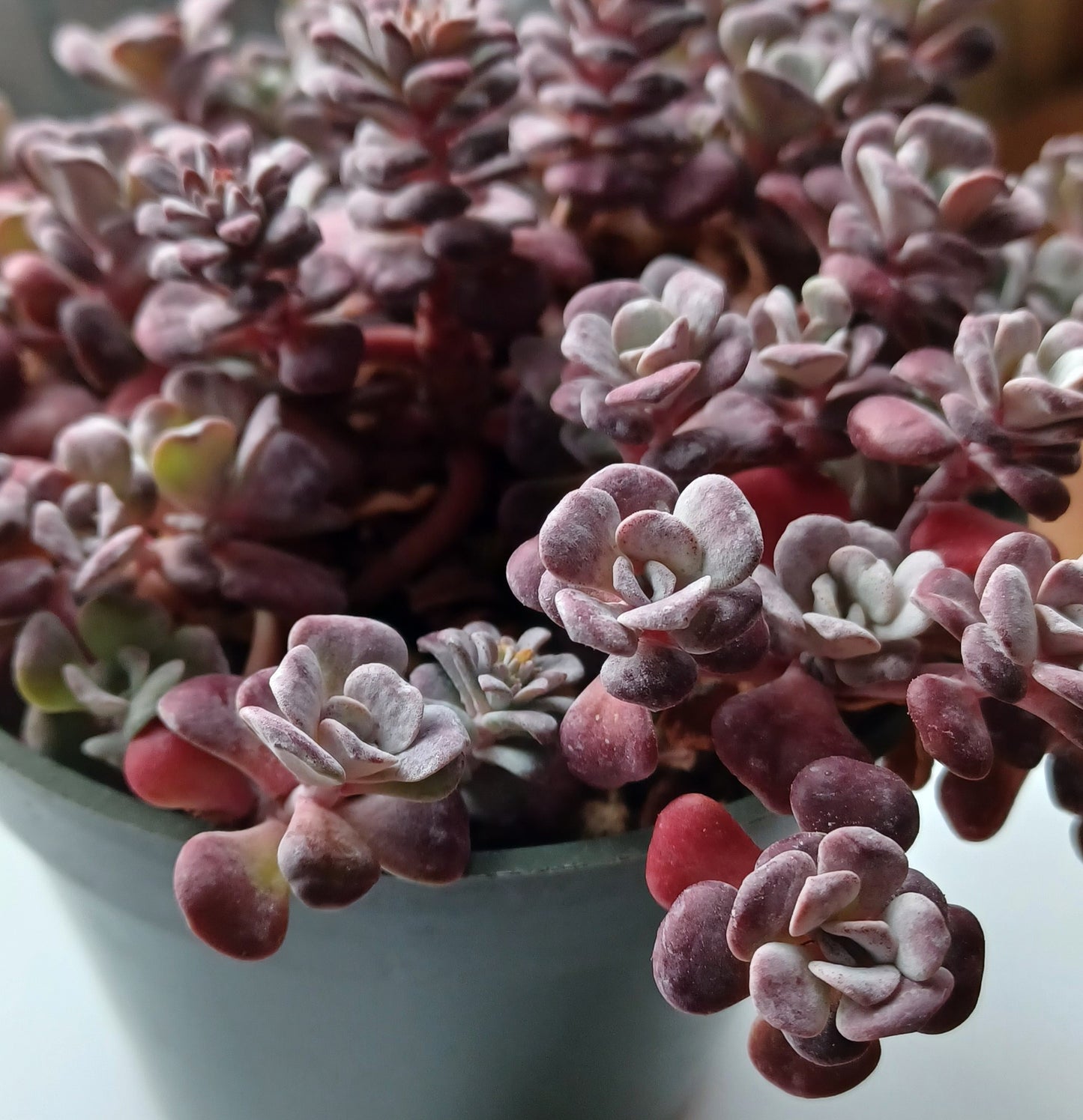 Carnea Stonecrop Sedum Succulent Plant - 4 inch pot