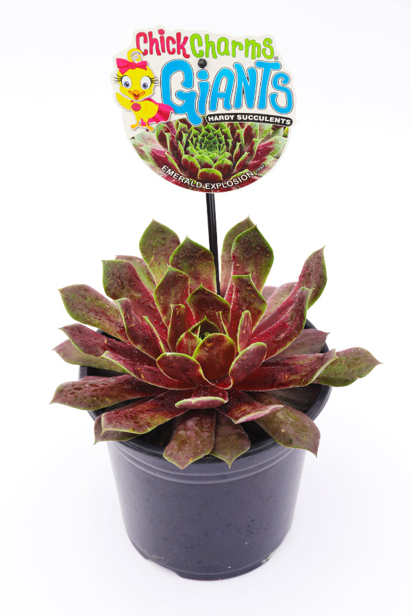 Emerald Explosion Giant Succulent - Hens & Chicks Sempervivum Houseleek Plant by Chick Charms® Giants Collection - 6 inch pot