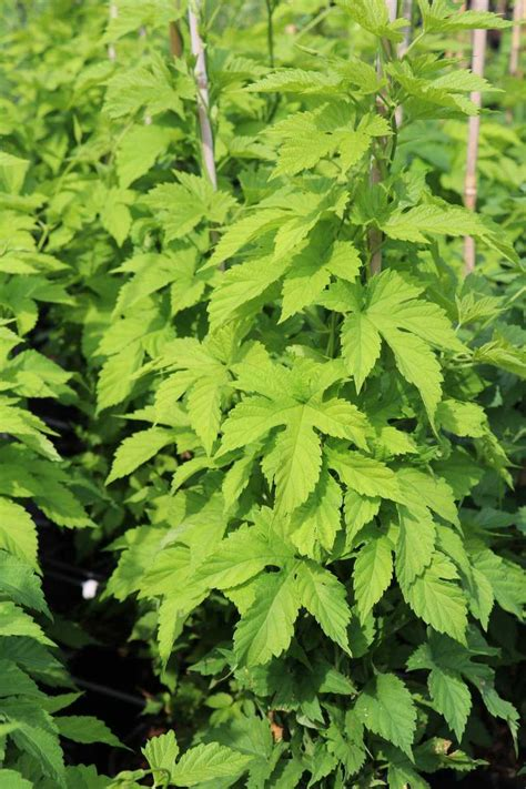 Comet Hops Vine Common Hops - Humulus Lupulus Perennial Plant - 1 gallon pot