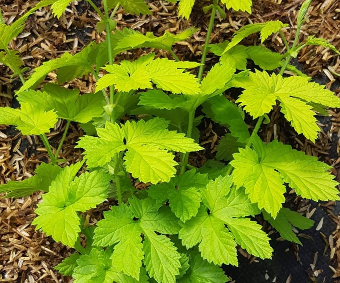 Comet Hops Vine Common Hops - Humulus Lupulus Perennial Plant - 1 gallon pot
