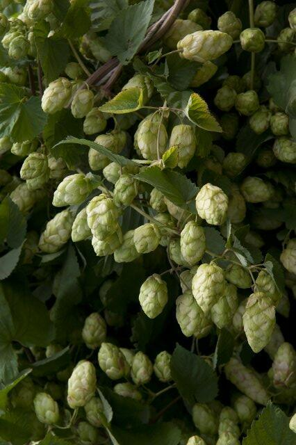 Comet Hops Vine Common Hops - Humulus Lupulus Perennial Plant - 1 gallon pot