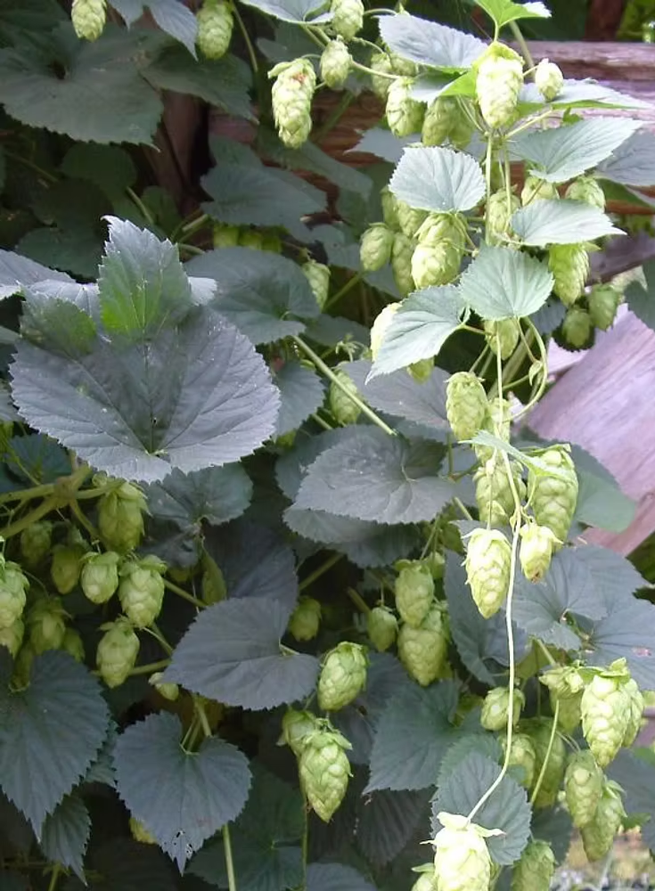 Comet Hops Vine Common Hops - Humulus Lupulus Perennial Plant - 1 gallon pot
