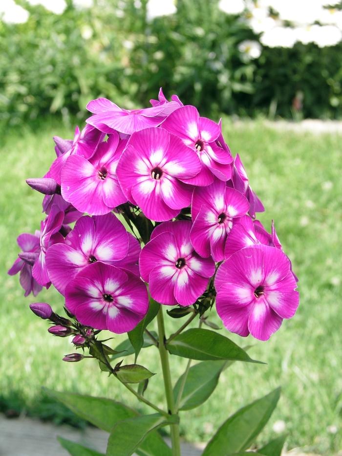 Laura Garden Phlox Flowering Plant - 1 gallon pot