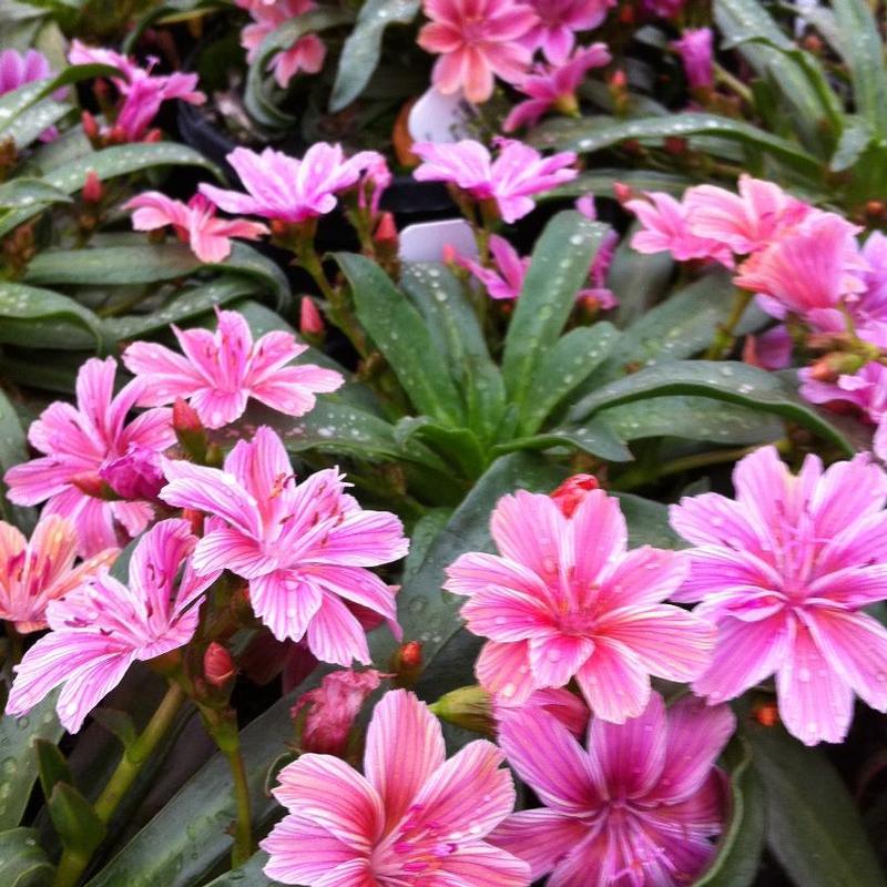 Little Plum Bitterroot - Lewisia Longipetala Succulent Plant - 1 quart pot