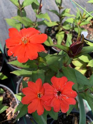 Lipstick Lychnis Flowering Plant - 1 quart pot
