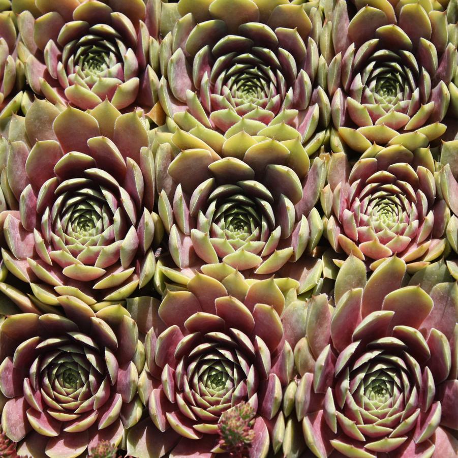 Commander Hay Succulent - Hens & Chick Houseleek Sempervivum Plant - 4 inch pot