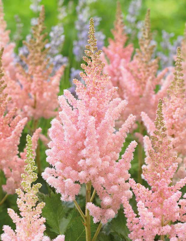 Vision Inferno Astilbe - Chinese Astilbe Chinensis Plant - 1 gallon pot