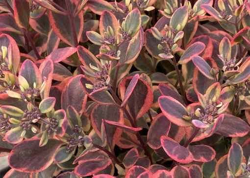 Dazzling Dynomite Succulent - Stonecrop Sedum Succulent Plant by SunSparkler® - 4 inch pot