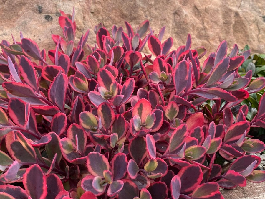 Dazzling Dynomite Succulent - Stonecrop Sedum Succulent Plant by SunSparkler® - 4 inch pot