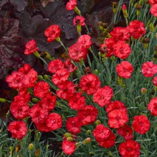 Frosty Fire Dianthus makes for a thick ground colver that looks great in rock gardens, containers, on hillsides or as a front border, and when planted in large groups. Dianthus Frosty Fire plants are drought tolerant, preferring well-drained soils. They are cold hardy, highly fragrant and long blooming.