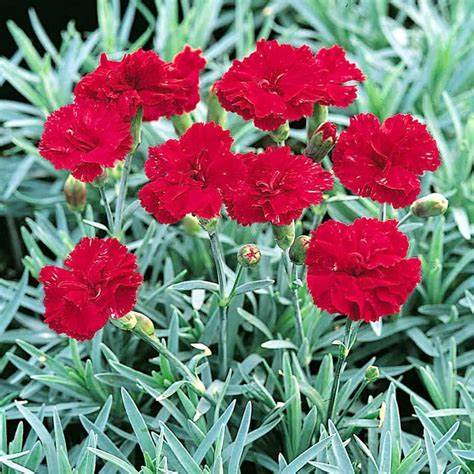 Dianthus Frosty Fire is an evergreen perennial that blooms in spring. You can get continued blooms throughout the season if you deadhead.