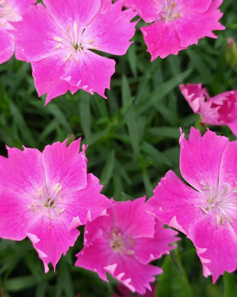 Kahori Dianthus Plant - aka Carnation or Sweet William Plant - 4 inch pot
