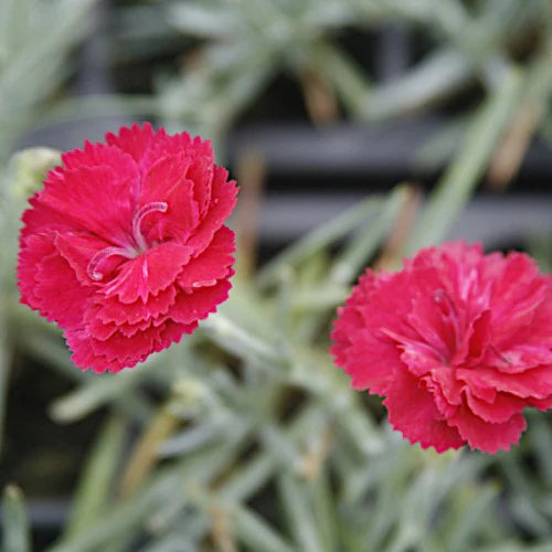 Frosty Fire Dianthus makes for wonderful lawn edgings, containers or rock gardens. Dianthus are perfect for small yards. Attractive to butterflies but not to deer.