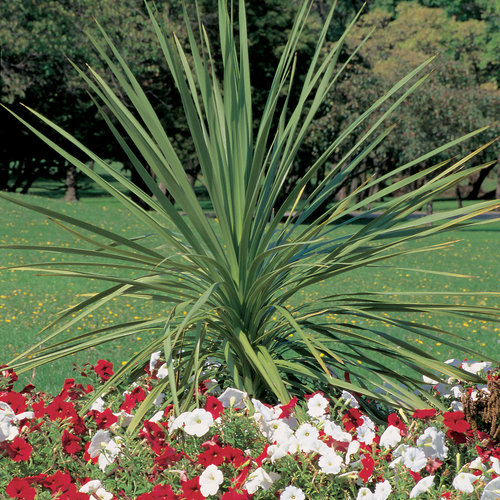 Dracaena Spikes Indivisa Annual Indoor Outdoor Plant - 4" pot