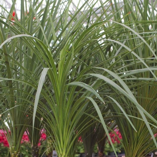 Dracaena Spikes Indivisa Annual Indoor Outdoor Plant - 4" pot