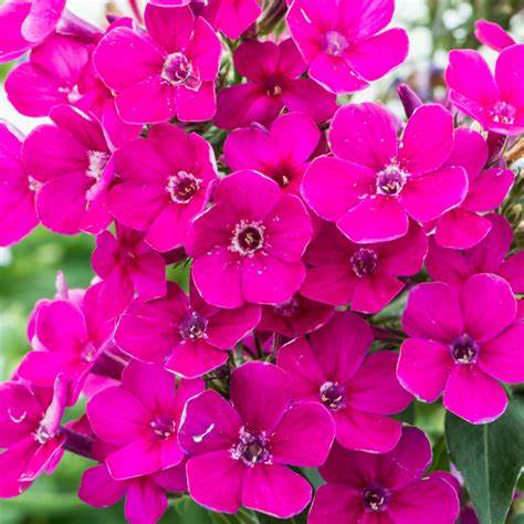 Close up of the adorable fuschia pink flowers of the Early® Cerise Garden Phlox plant. As an herbaceous perennial, this plant will usually die back to the crown each winter, and will regrow from the base each spring and live for up to 10 years.