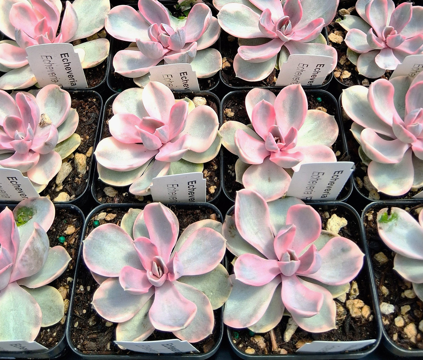 Rainbow Echeveria - Tender Succulent Indoor Houseplant 2x3" Pot