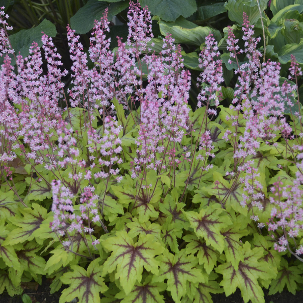 Eye Spy Foamy Bells - Heucherella Hybrid Plant by Proven Winners™ - 1 quart pot