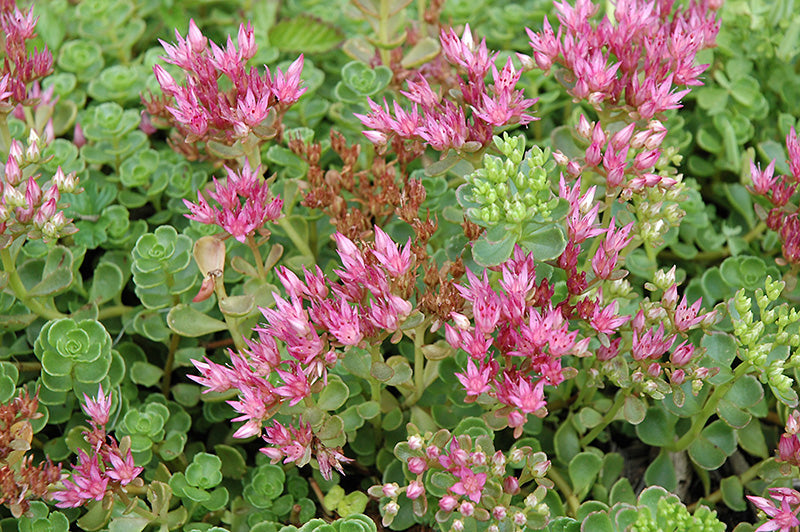 John Creech Succulent - Stonecrop Sedum Plant - 4 inch pot