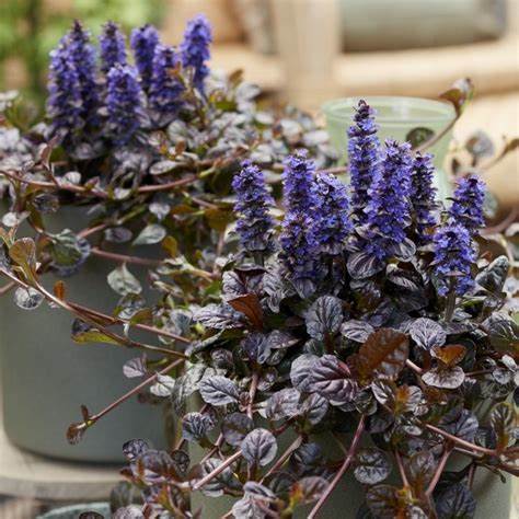 These plants make nice order plants and ground cover as they only grow to about 4" to 6" high and do well in shade but they also look great in a pot or hanging basket.
