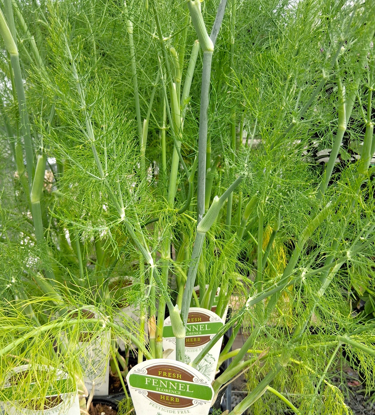 Fennel - Foeniculum Vulgare Herb Plant - 4 inch pot