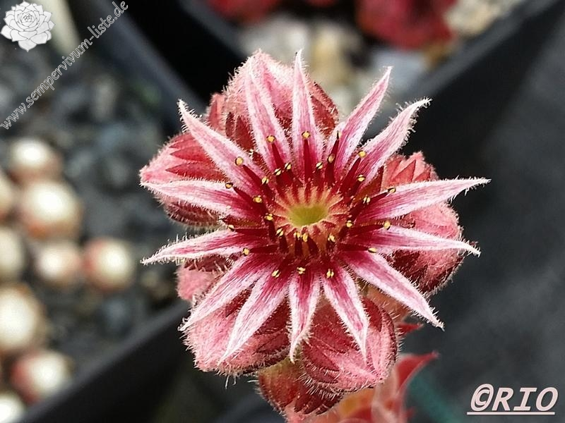 Flamingo Succulent Hen and Chicks Sempervivum Plant - 4 inch pot