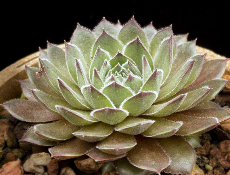Flamingo Succulent Hen and Chicks Sempervivum Plant - 4 inch pot