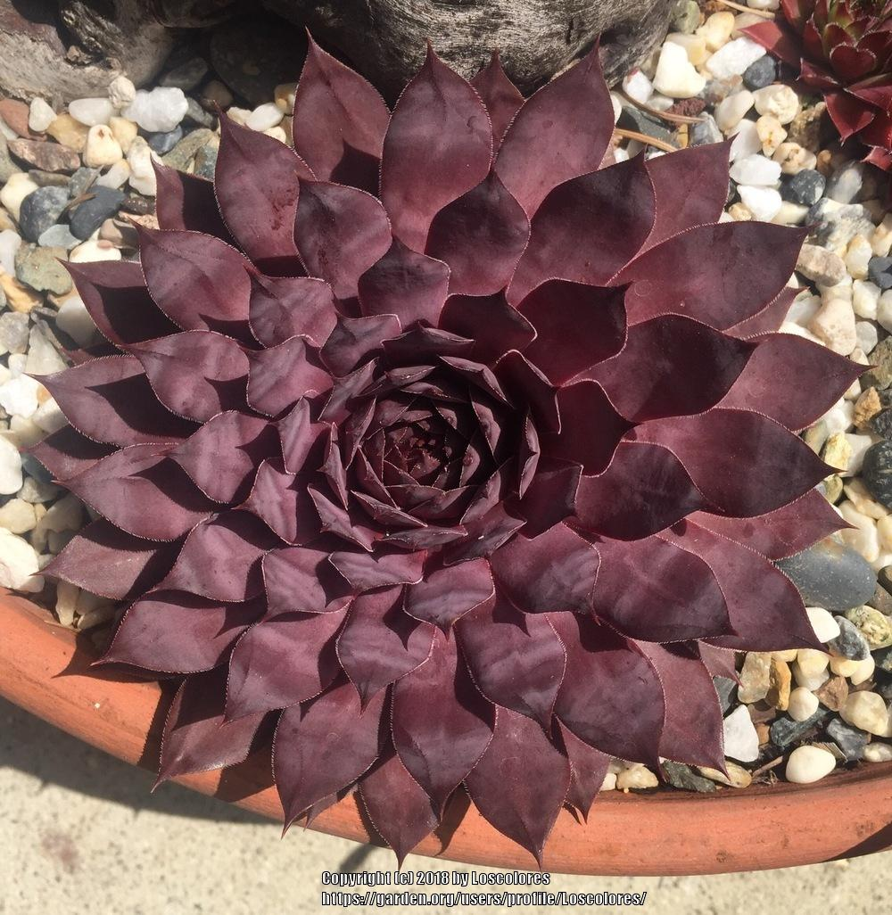 Flamingo Succulent Hen and Chicks Sempervivum Plant - 4 inch pot