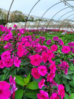 Super Ka-Pow™ Fuchsia Garden Phlox features bold fragrant conical fuchsia pink star-shaped flowers at the ends of the stems. They bloom from late spring to late summer. The flowers are excellent for cutting and bringing indoors due to both their beauty and their fragrance. The narrow leaves of the Super Ka-Pow™ Garden Phlox remain green in color throughout the season.