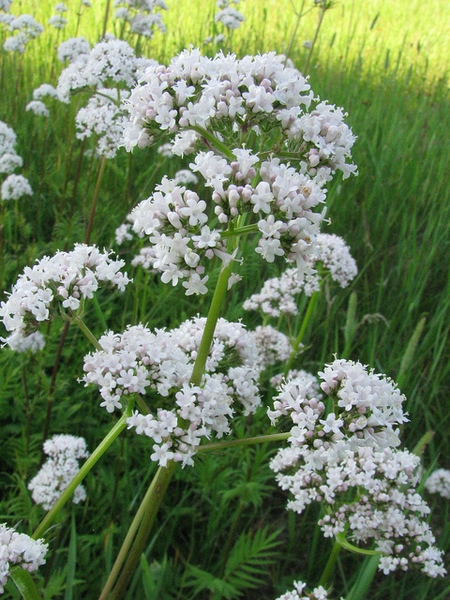 Garden Heliotrope - Valerian - Valeriana Officinalis Plant- - 1 gallon pot