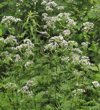 Garden Heliotrope - Valerian - Valeriana Officinalis Plant- - 1 gallon pot