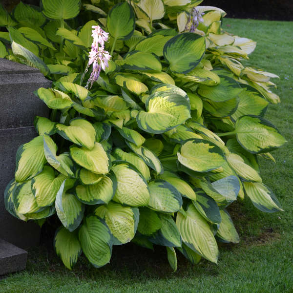 Gold Standard Hosta - Plantain Lily Shade Plant - 1 Gallon Pot