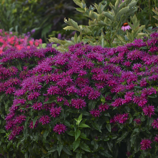 Grape Gumball Bee Balm Monarda Plant by Sugar Buzz® - 1 gallon pot