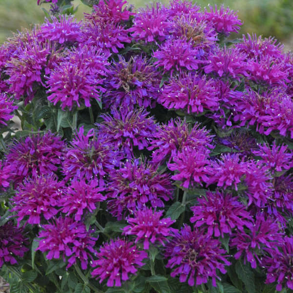 Grape Gumball Bee Balm Monarda Plant by Sugar Buzz® - 1 gallon pot