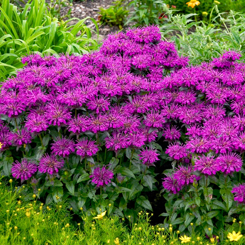 Grape Gumball Bee Balm Monarda Plant by Sugar Buzz® - 1 gallon pot