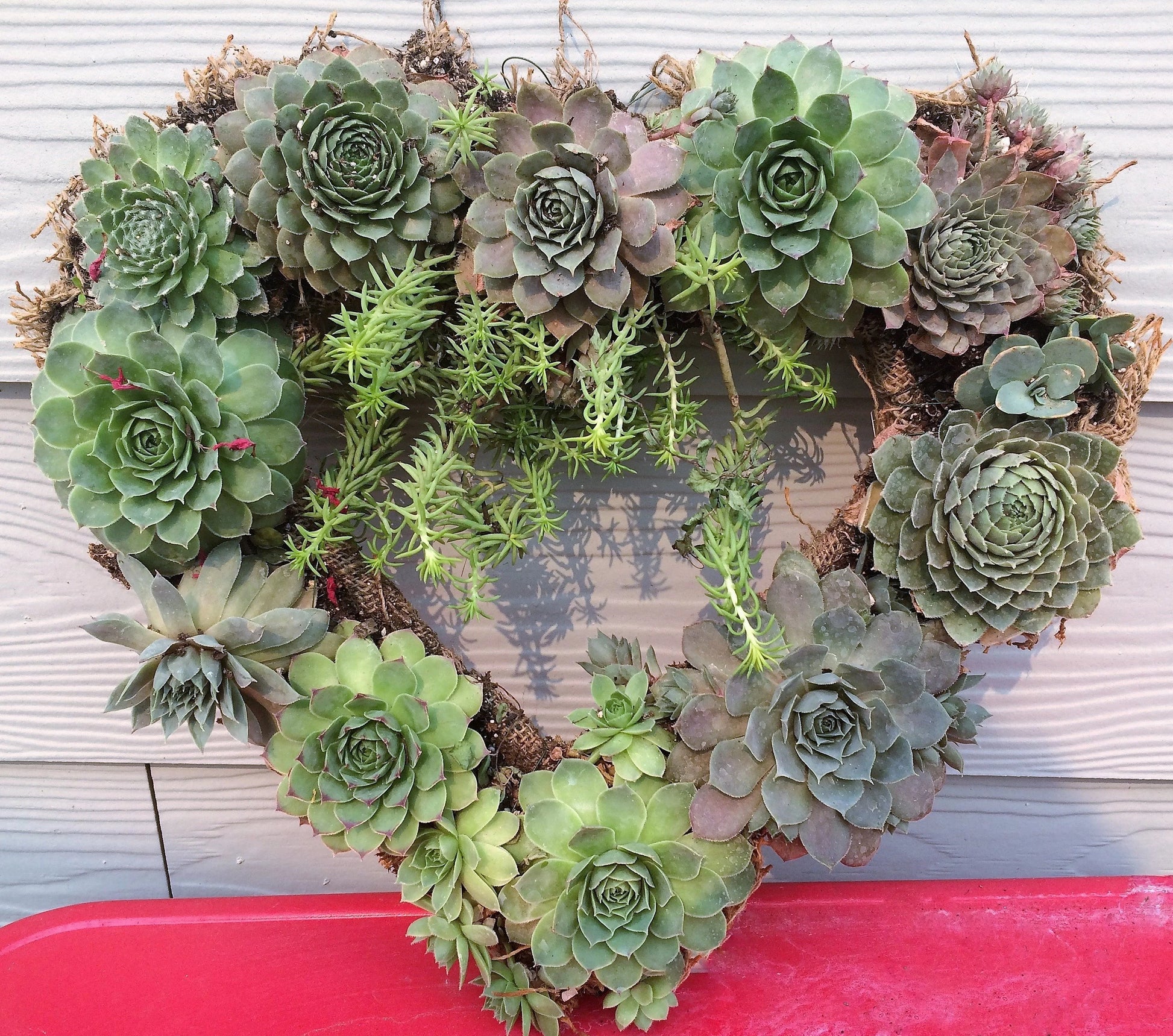 Valentine's Day Living Succulent Wreath after several months of growth and warm weather. Makes a very romantic gift and is made in-house.