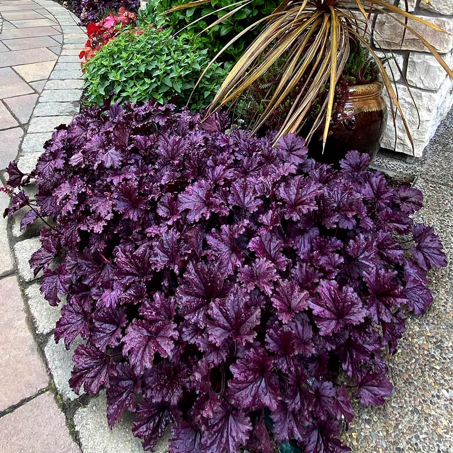 Forever Purple Coral Bells Heuchera Plant - 1 gallon pot