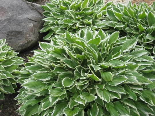 Plantain Lily Hosta Francee Plant - 1 gallon pot