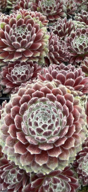 Cabanese Succulent Plant – Cold Hardy, Color-Changing Rosette | Easy Care Live Succulent