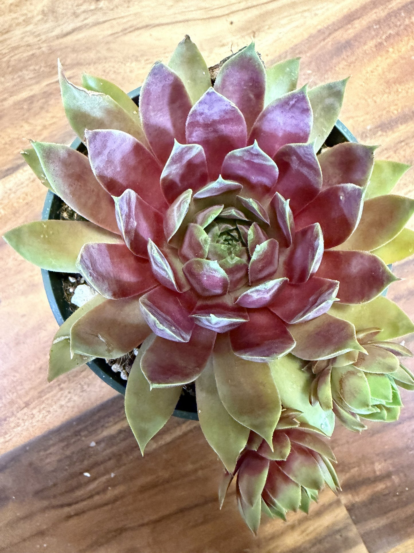 SuperSemps® Emerald | Hardy Hens & Chicks Succulent | Petal Pushers Nursery