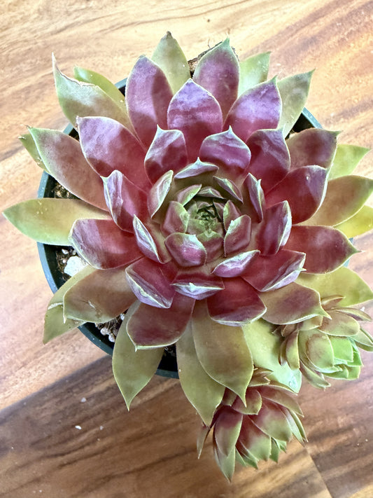 SuperSemps® Emerald | Hardy Hens & Chicks Succulent | Petal Pushers Nursery