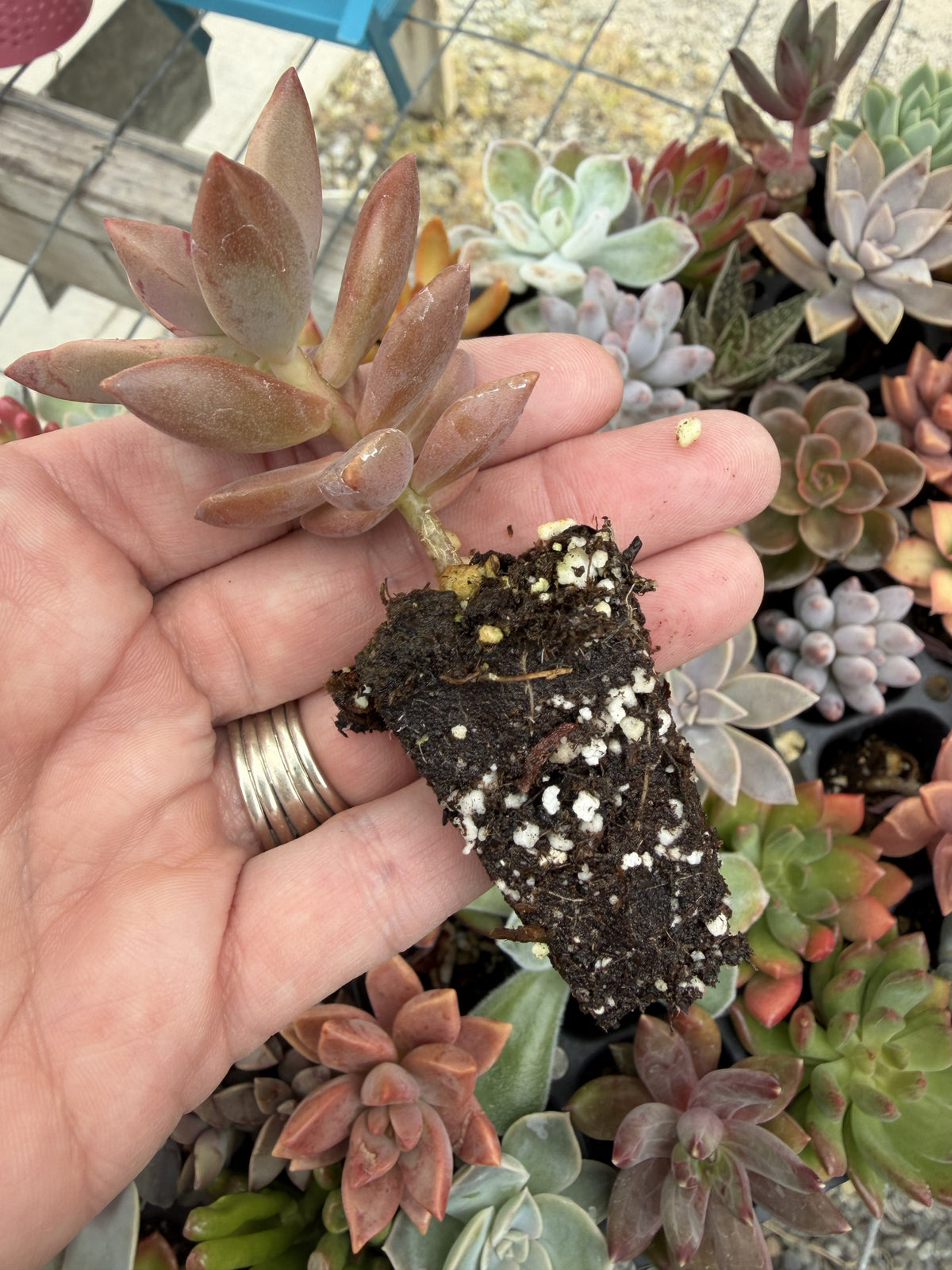 Tender Succulent Plug Tray - Assorted, Grower's Choice