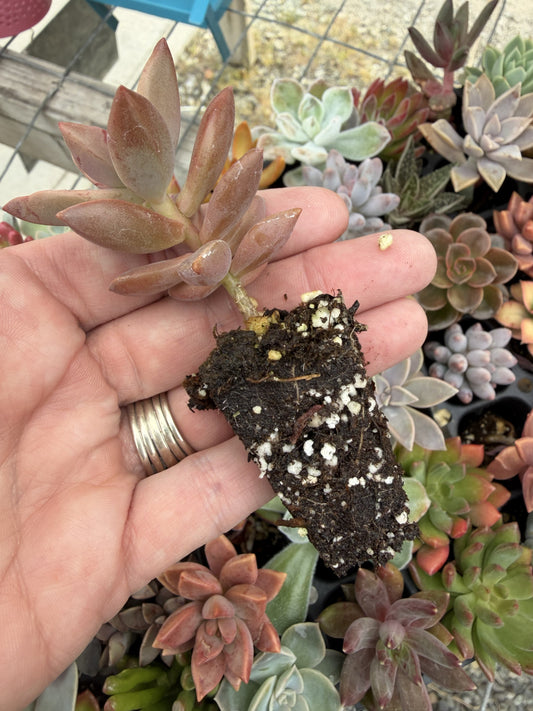 Succulent Plug Tray - Assorted, Grower's Choice - Beginner Starter Pack