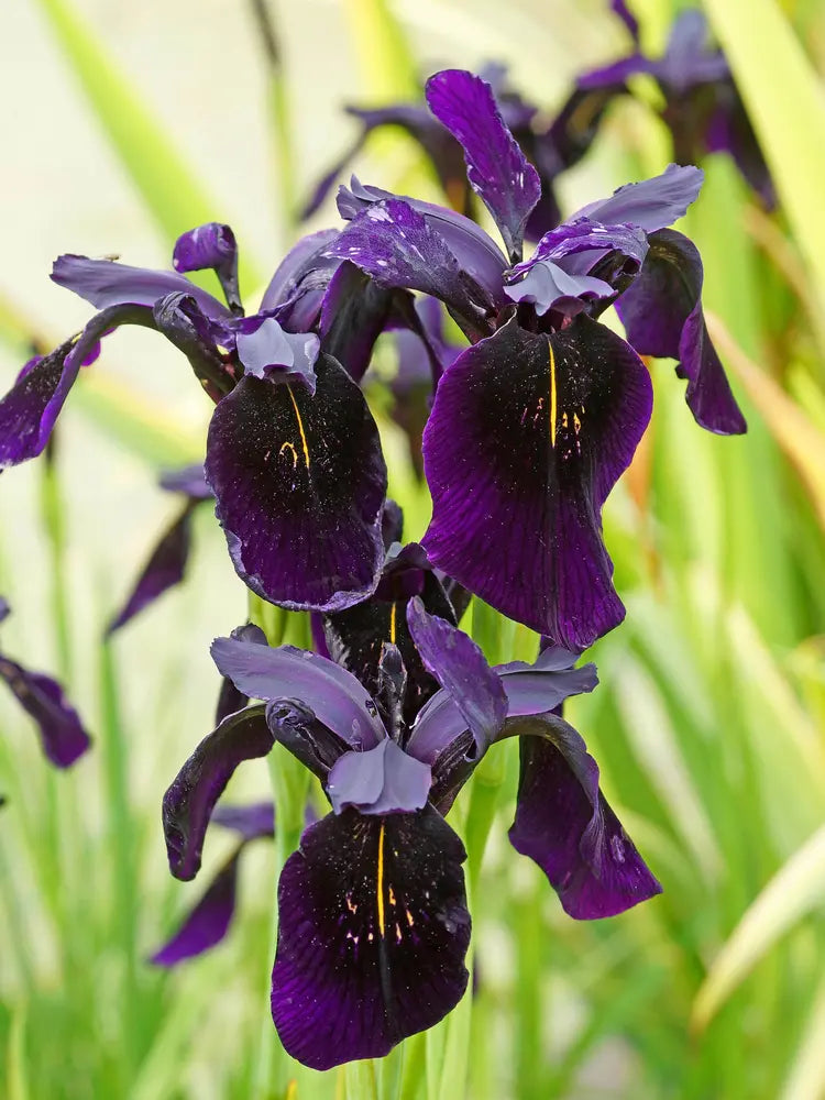 Black Form Siberian Iris Chrysographes Plant - 1 gallon pot