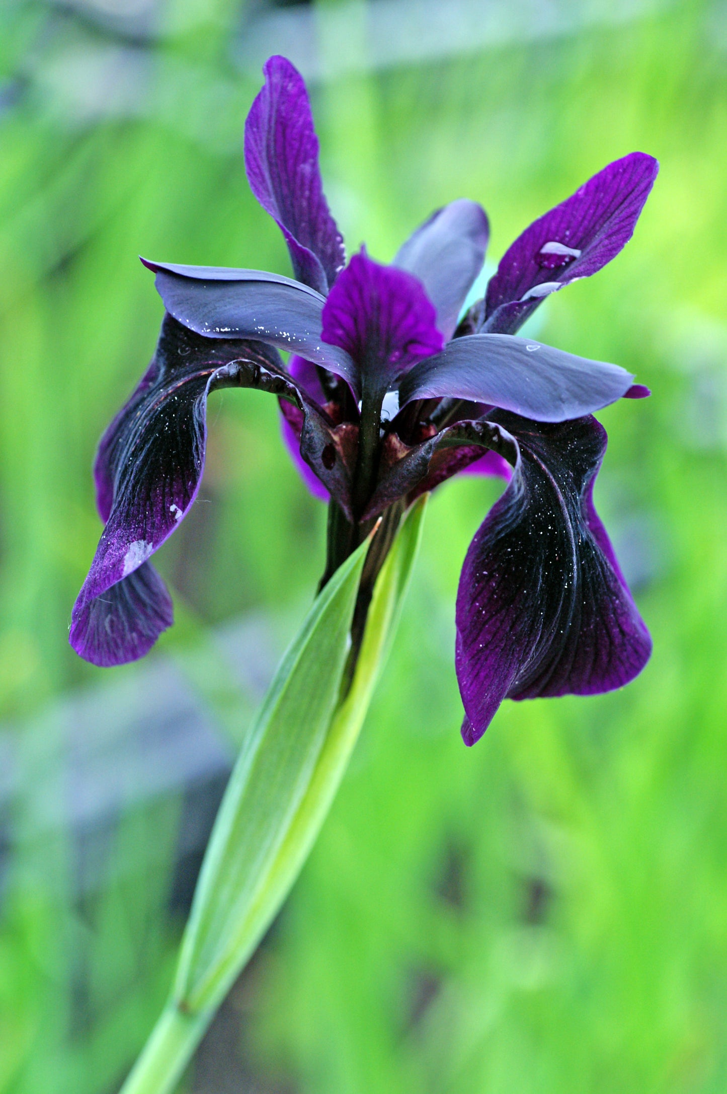 Black Form Siberian Iris Chrysographes Plant - 1 gallon pot